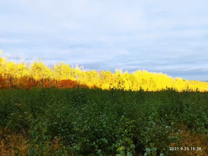 Tricolor - My, The sun, Evening, Clouds, Photo on sneaker, Sunset, Autumn