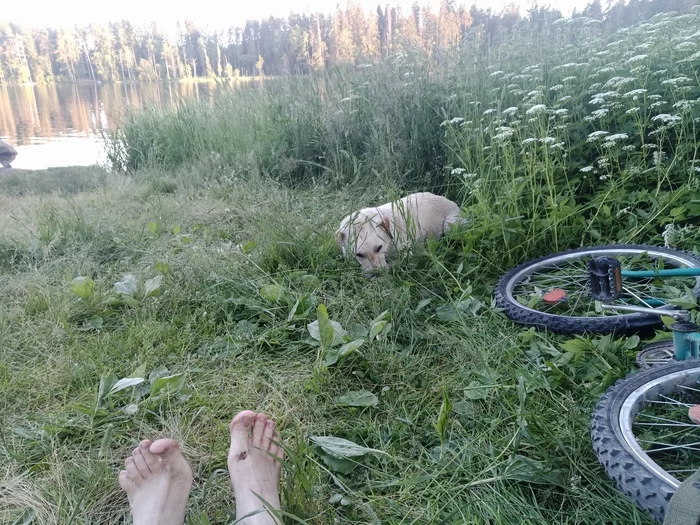 Wedged - My, A bike, Dog, Bathing, Nerves, Longpost