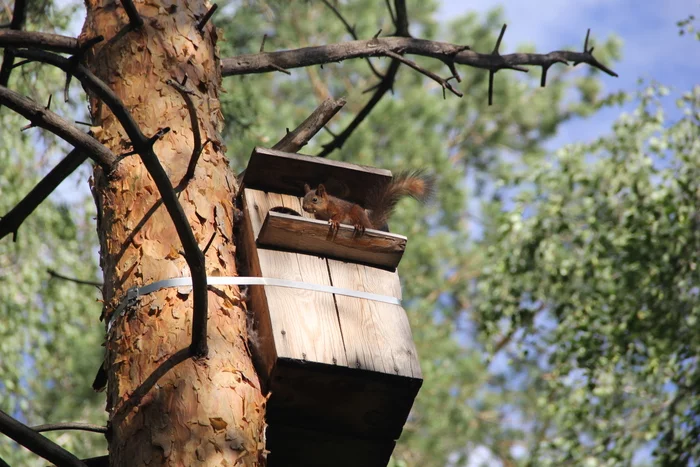 Squirrel in the park - My, Squirrel, Canon 60d, 18-135, Nature, The nature of Russia, Animals, No filters