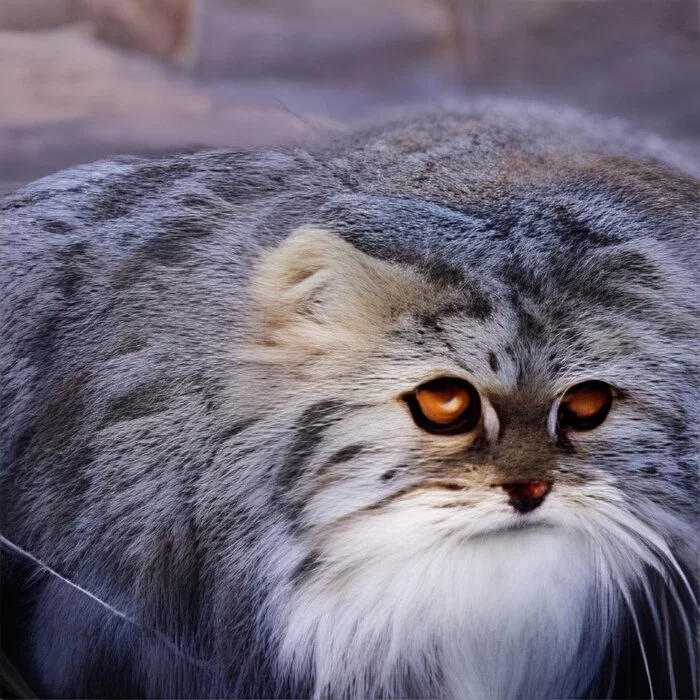 Although artificial, but clearly unironed! - Pallas' cat, Pet the cat, Longpost