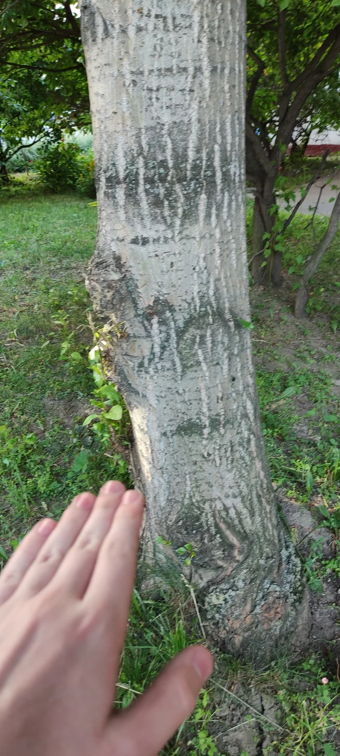 My personal poplar - My, Nostalgia, Longpost, Picture with text, Maryino, Childhood memories, Poplar, Tree, Moscow