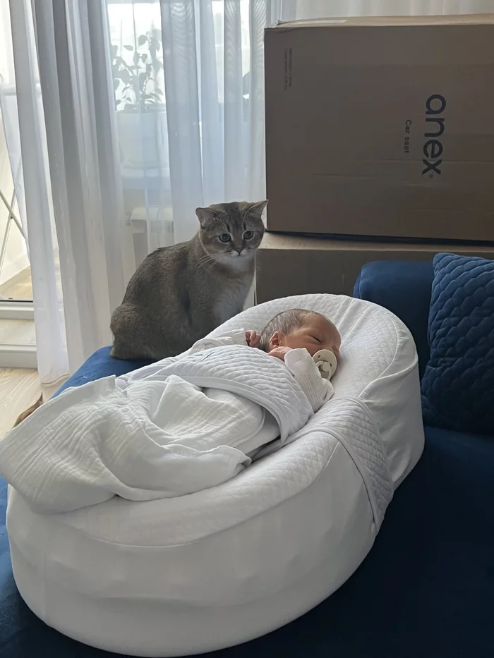 First meeting - cat, Milota, Fluffy, Pets, Newborn, Children, The photo