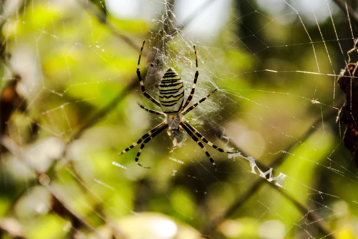 pavuk - My, Spider, Nature, Longpost, Argiope Brunnich