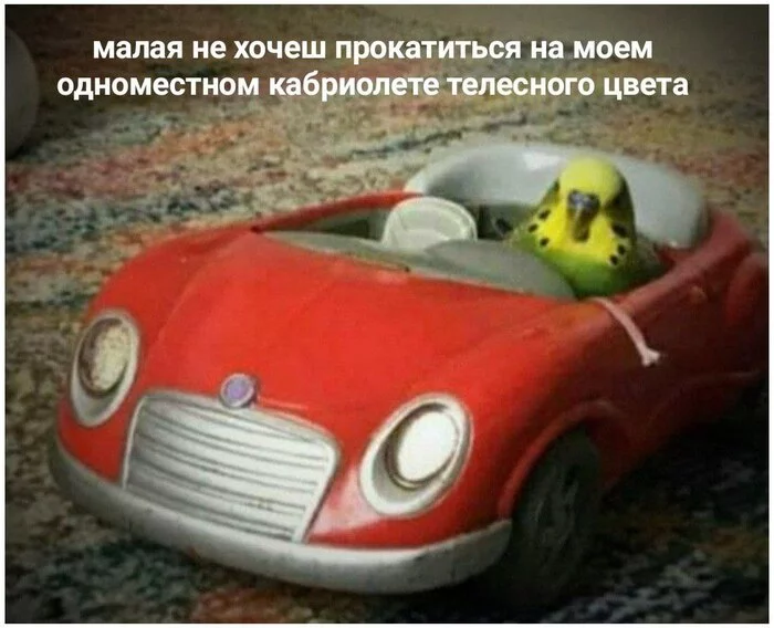 meme - Memes, A parrot, Budgies, Cabriolet, Picture with text