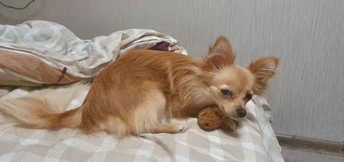 My menagerie - Spitz, Chihuahua, Pets, Cats and dogs together, Dog, cat, My