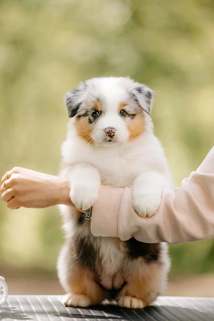 Gorgeous daughter of my Missouri - My, Australian shepherd, Dog, Puppies, Marble color, Milota, beauty, Breeders