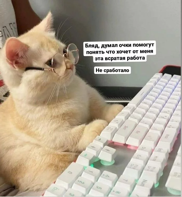 Monday - My, cat, Memes, Picture with text, Humor, Mat