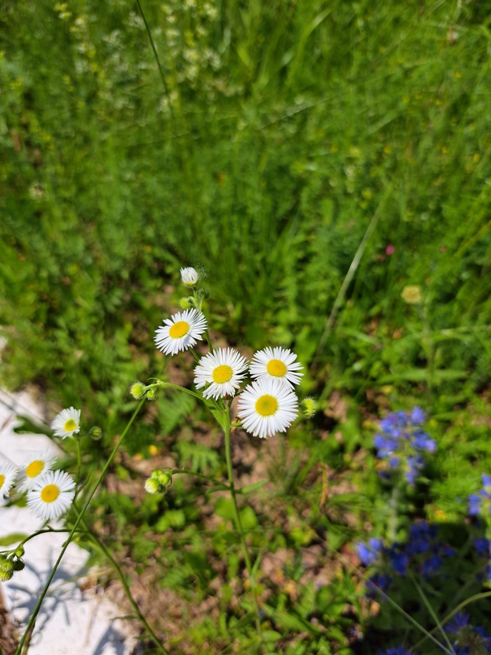 ����� ������� (�� ���� ��������)