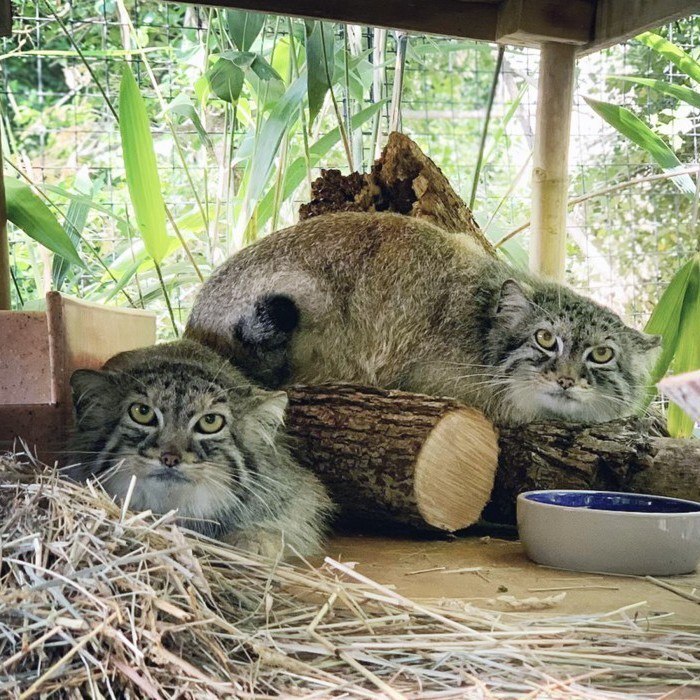 Resting angry face - Pallas' cat, Pet the cat, Zoo, Small cats, Fluffy, The photo, Longpost, Predatory animals, Wild animals