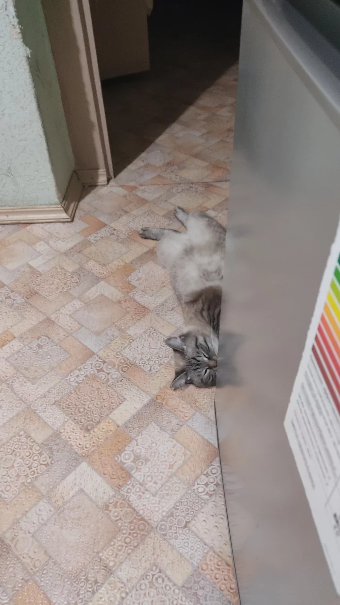 Refrigerator, you are my refrigerator - My, cat, Food, Pets