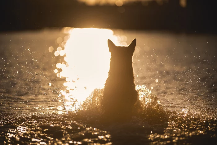 At sunset... Gerrusik)) - My, Pets, Dog, The photo, Sunset, East European Shepherd, Water, Volga river, Nikon D750, Embankment, Longpost
