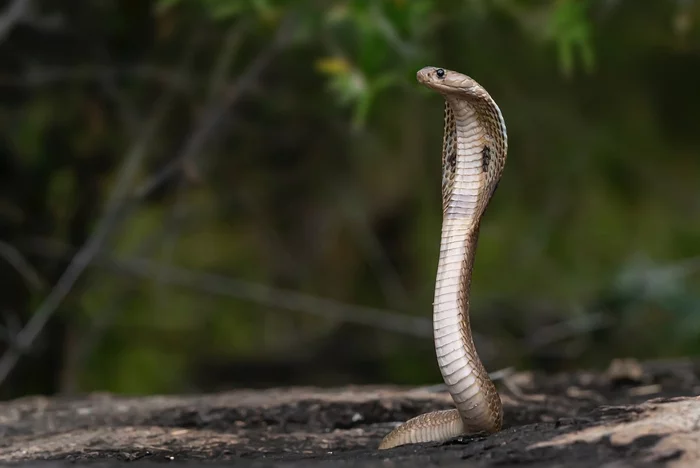 In India, a man ate a venomous snake that bit him - Poisonous animals, Snake, Snake bite, Killing an animal, , Men, India, District, Gang, Alive, Reptiles, Amazing, Southern Asia