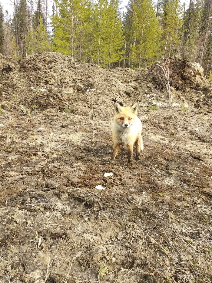 Fox, serious and important - My, Fox, North, Far North, Watch, wildlife, Nature, Mobile photography, Photo on sneaker, The photo, Longpost