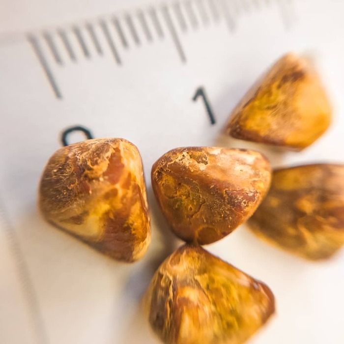 Почему мелкие камни в желчном пузыре хуже крупных?