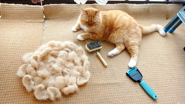 a little combed - My, cat, Wool, Comb, Grooming