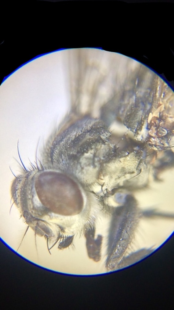A fly under a microscope, magnification 20x - My, Муха, Fly Tsokotukha, Fly