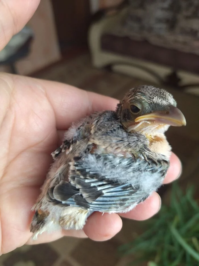 Not a Sparrow - My, Longpost, Chick, Ornithology, Positive, The photo, What kind of bird?, Animal Rescue, Crimea, Need advice, Helping animals, Video, Vertical video