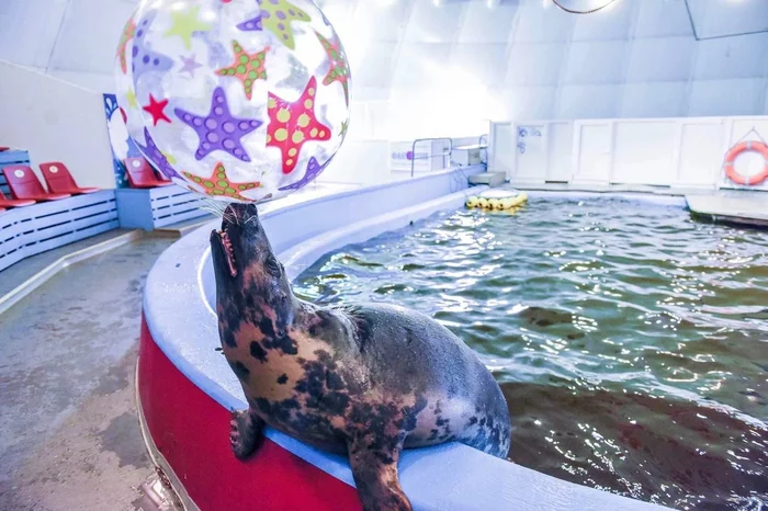 A sad story about seals and an almighty bubble - My, Seal, Oceanarium, Murmansk, Help, Helping animals, A desperate situation, Administration, Pinnipeds, Moscow Zoo, Animal Rescue, Mat