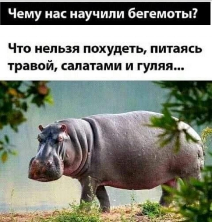 You are who you eat - Picture with text, Slimming, Diet, hippopotamus, Self-determination