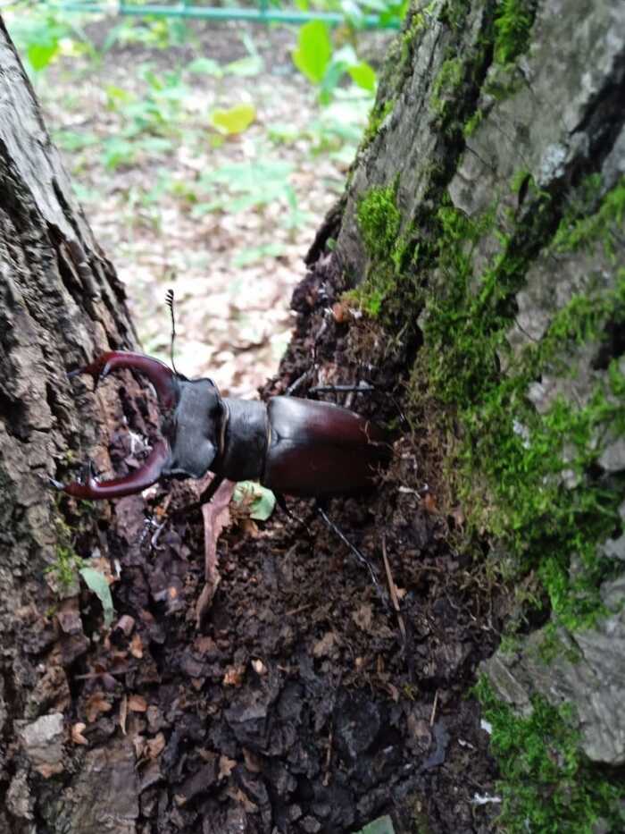 stag beetle - My, Жуки, Mobile photography, Red Book, Bashkortostan, Nature, Deer Beetle, Insects, Longpost