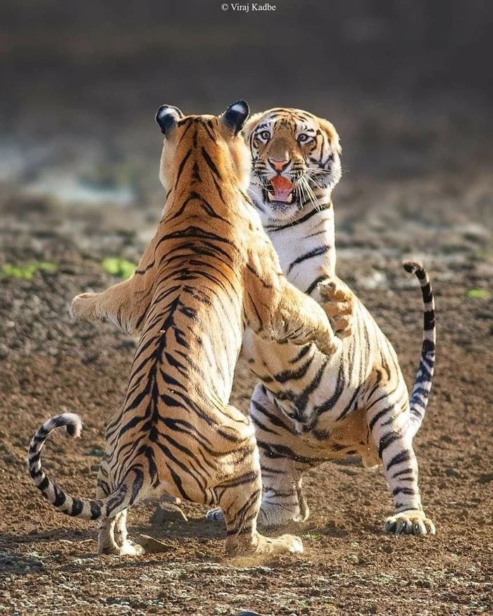 I want to invite you to dance, and only you - Tiger, Bengal tiger, Endangered species, Big cats, Cat family, Predatory animals, Wild animals, wildlife, National park, India, The photo