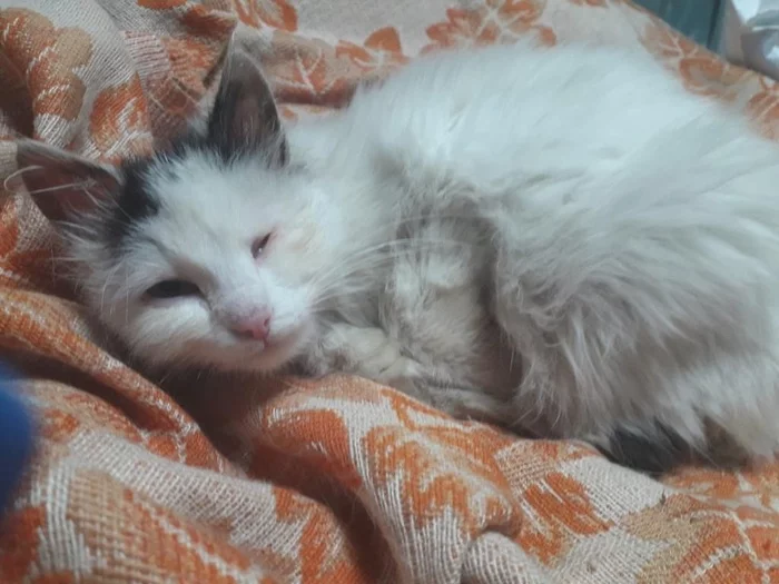 The kid, who lost his tail and eye, but still trusting people, is looking for a home - Moscow, Moscow region, Подмосковье, Dorokhovo, In good hands, Helping animals, Help, cat, Kittens, Homeless animals, Animal Rescue, Veterinary, No rating, Longpost