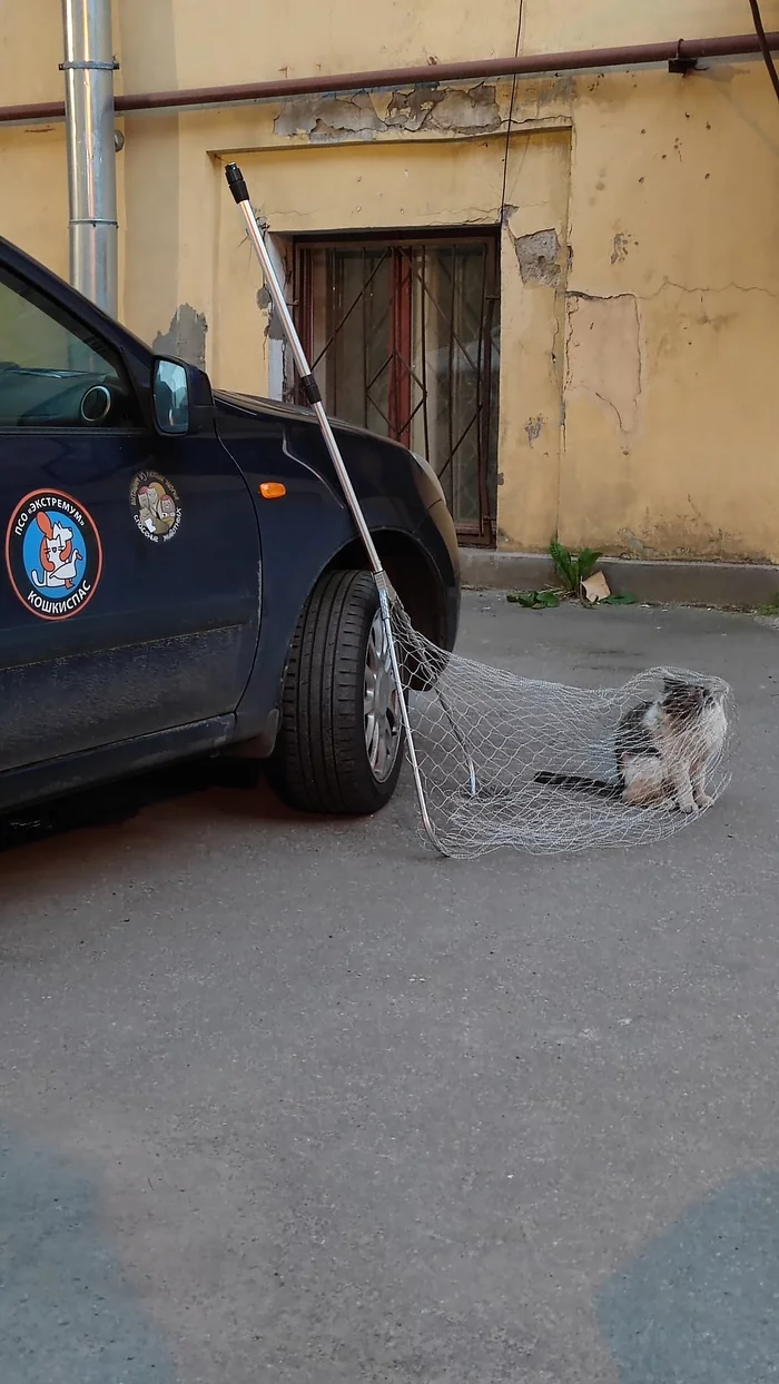 When no one needs - My, cat, Sadness, Saint Petersburg