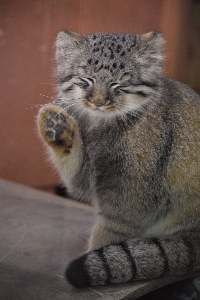 Хочет быть поглаженным