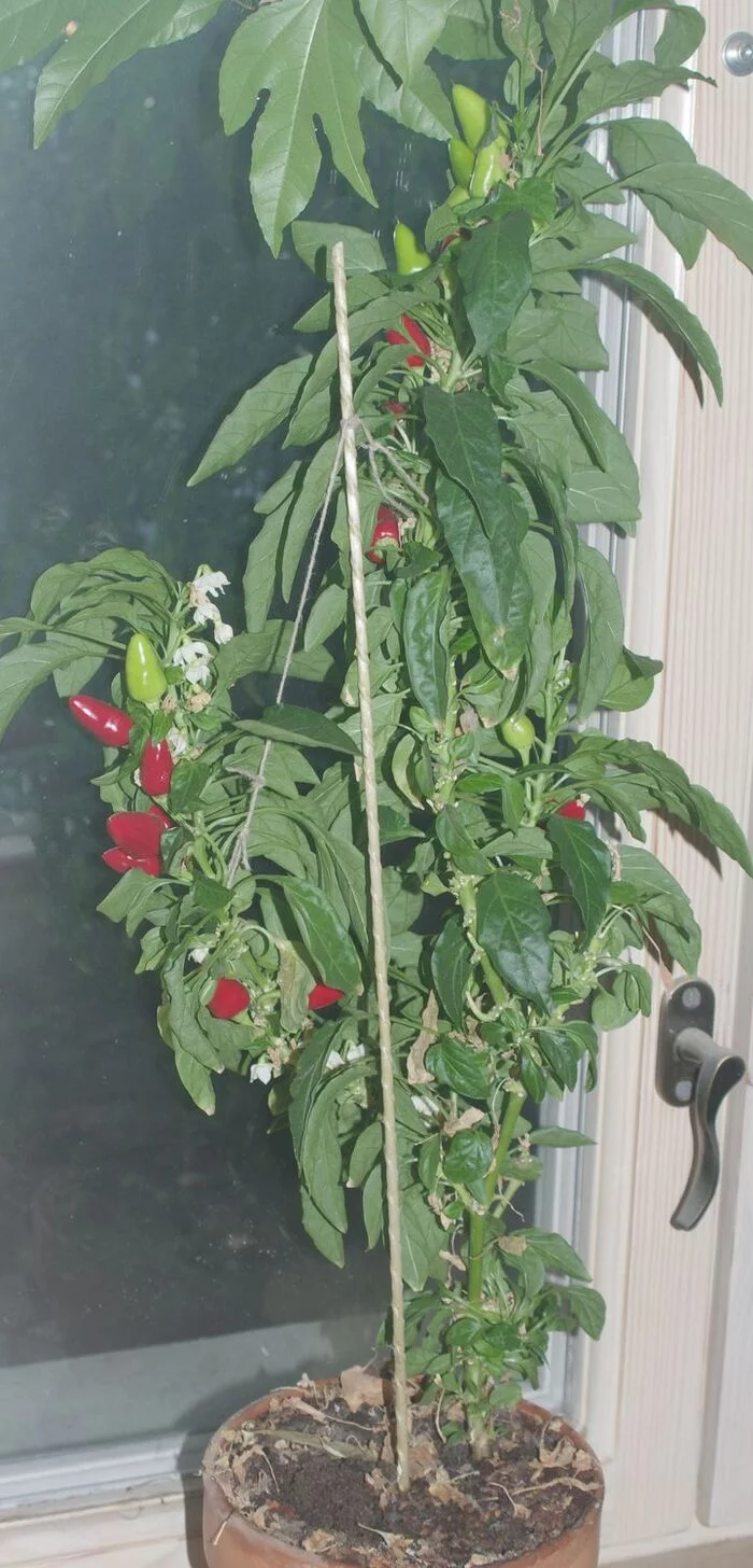 Reply to the post Accept to the group, here is my ticket) - My, Pepper farming, Hot peppers, Pepper, Houseplants, Reply to post, Longpost