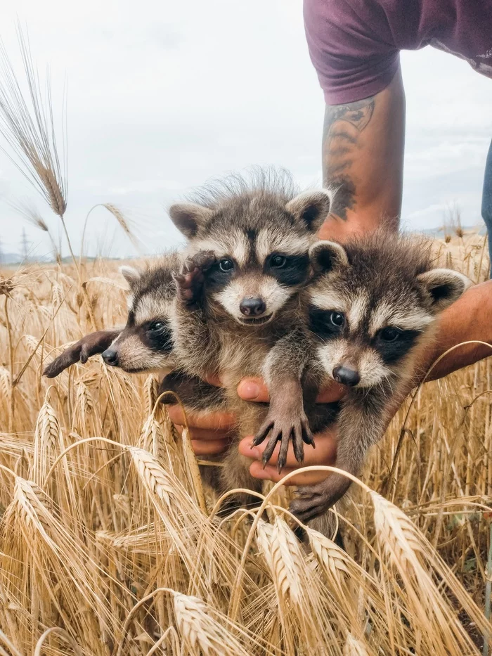 bunch of raccoons - Raccoon, The photo, Longpost, Predatory animals, Wild animals, Young