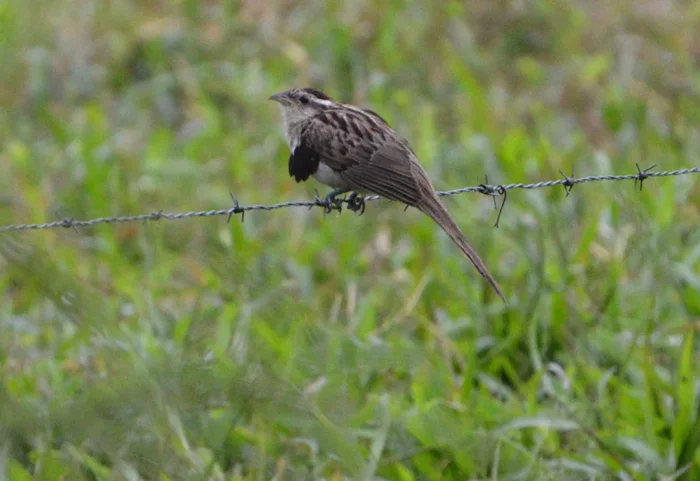 Four-winged cuckoo: Cuckoos are already insidious birds, but these have outdone everyone with their cynicism - Cuckoo, Birds, Animal book, Yandex Zen, Video, Video VK, Longpost