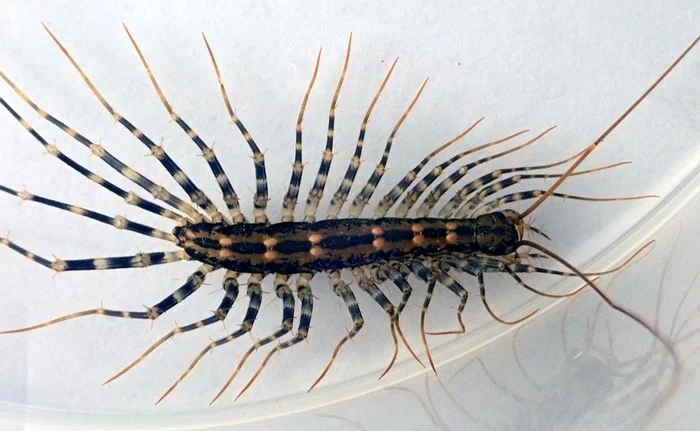 Bro #13 - Centipede, Flycatcher, Arthropods, Millipodaphobia