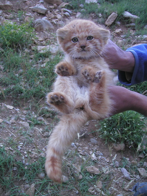 369 manul stroked - Pallas' cat, Pet the cat, Iron, Wild animals, Predatory animals, Cat family, Small cats, Rare view, Fluffy, The photo, Iran