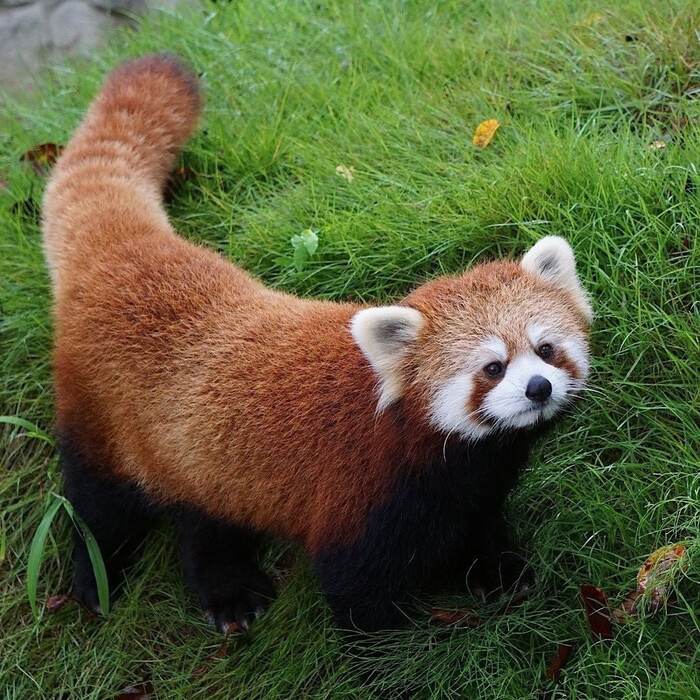 Red panda - Red panda, Animals, Milota, Predatory animals, Rare view