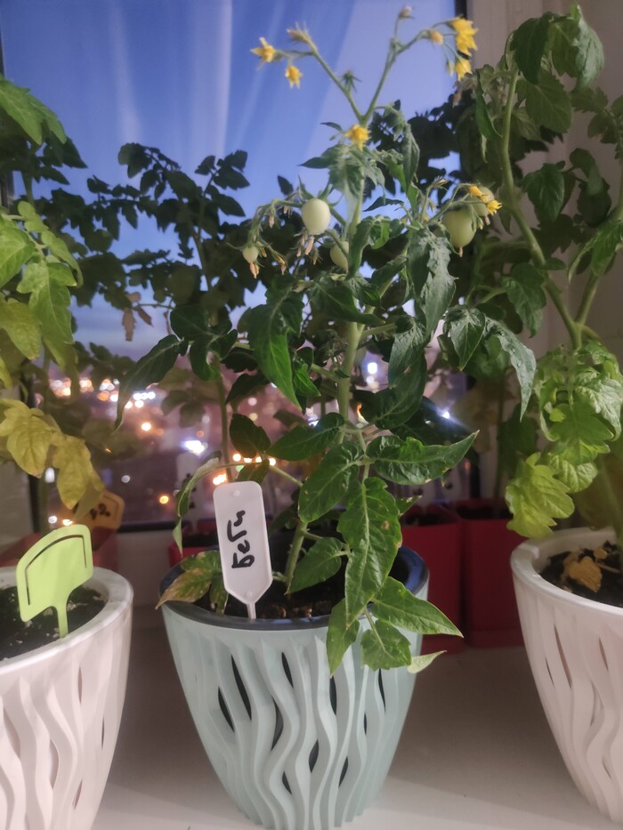 Огород в квартире 2022 Хвастовство, Огород на подоконнике, Домохозяйка, Кот, Помидоры, Огород в городе, Перец, Комнатные растения, Растения, Огород, Гидропоника, Лук, Длиннопост