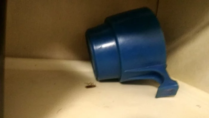 Now he won't move it - My, House insect, Cockroaches, Fast, Dead, Longpost