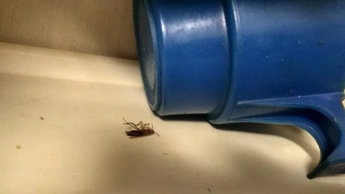 Now he won't move it - My, House insect, Cockroaches, Fast, Dead, Longpost