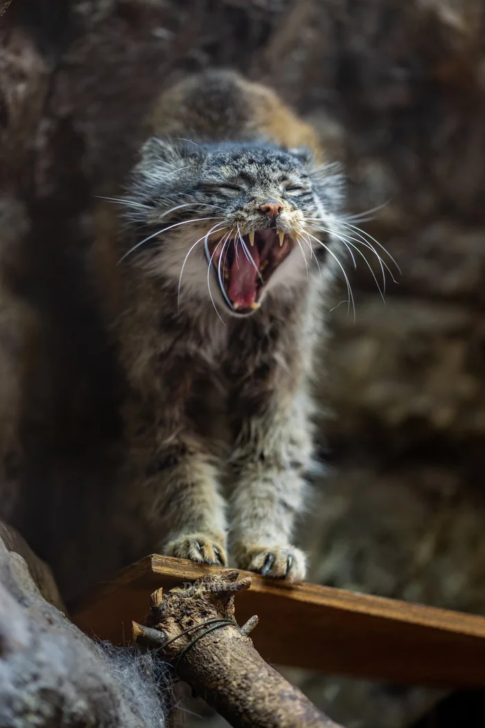 Aaah, it hurt my back! - Pallas' cat, Pet the cat, Small cats, Wild animals, Cat family, Predatory animals, Zoo, Yawn, Fluffy