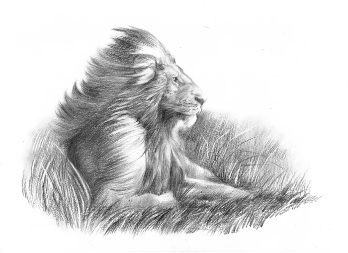 Leo in pencil - My, Painting, Creation, Drawing, Nature, a lion, Pencil drawing, Animalistics, Longpost