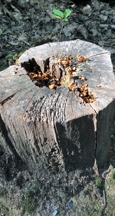 Who are you? I didn't call you... - GIF, Toad, Stump, Mushrooms, Forest, Nature