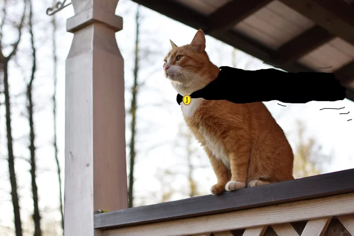 This world needs a new hero... - My, cat, Pets, Redheads, Positive, Cosplay, Patrol, On guard