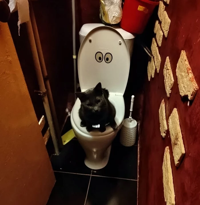 Well .. one more in line in the morning - My, cat, Toilet, Humor, Funny animals