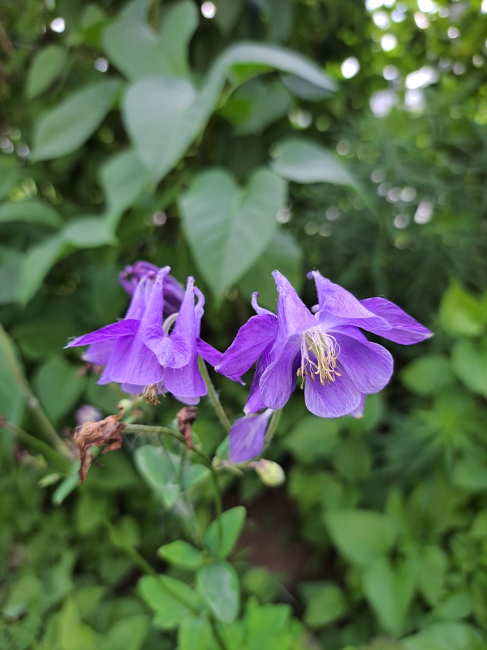 Водосбор (Аквилегия)