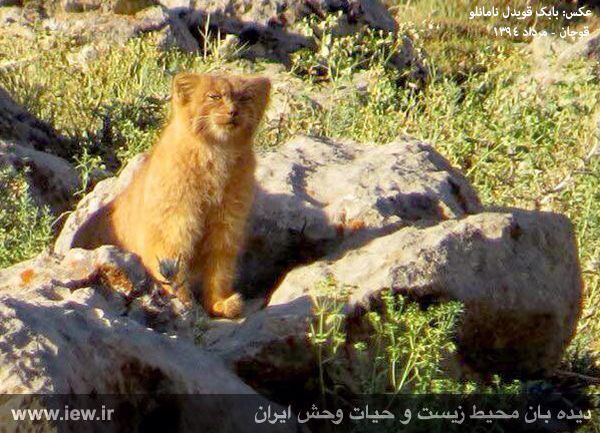 twenty five manuls - Pallas' cat, Pet the cat, Iron, Wild animals, Predatory animals, Cat family, Small cats, Fluffy, The photo, Rare view, Longpost