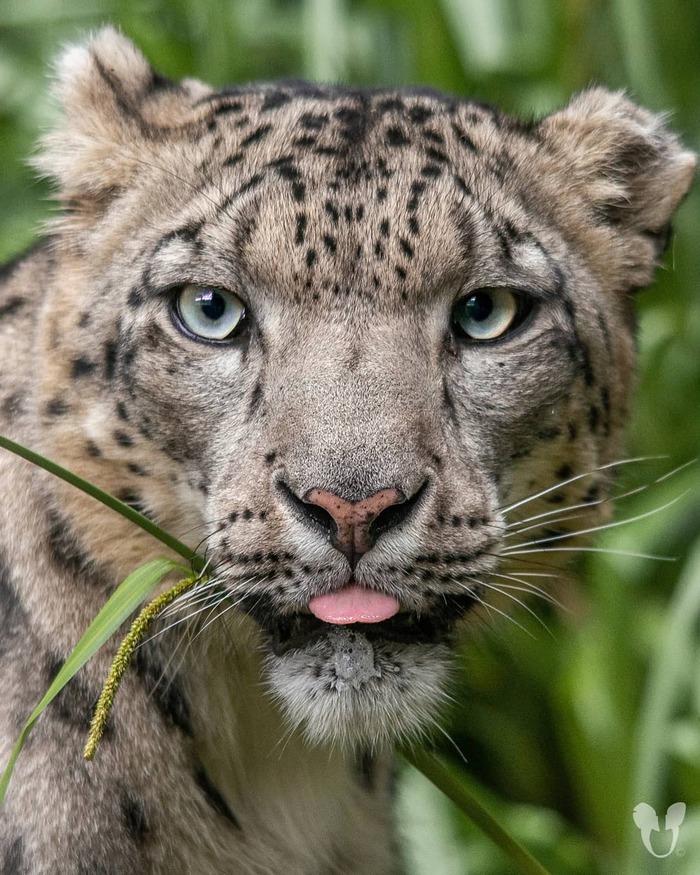 Красавица по имени Тайга