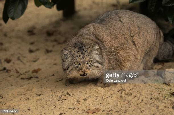 twenty five manuls - Pallas' cat, Pet the cat, Iron, Wild animals, Predatory animals, Cat family, Small cats, Fluffy, The photo, Rare view, Longpost