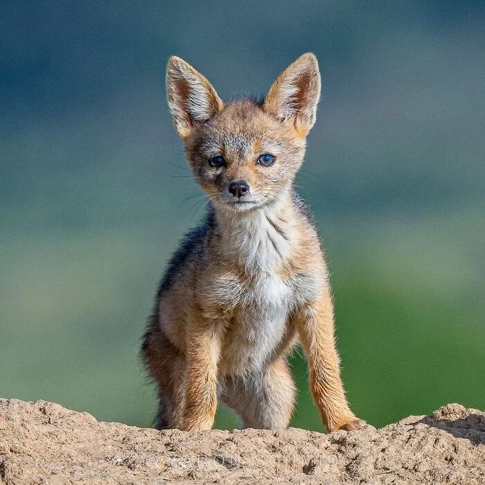 Jackal puppy - Jackal, Canines, Puppies, Predatory animals, Wild animals, wildlife, Reserves and sanctuaries, Masai Mara, Africa, The photo, Young