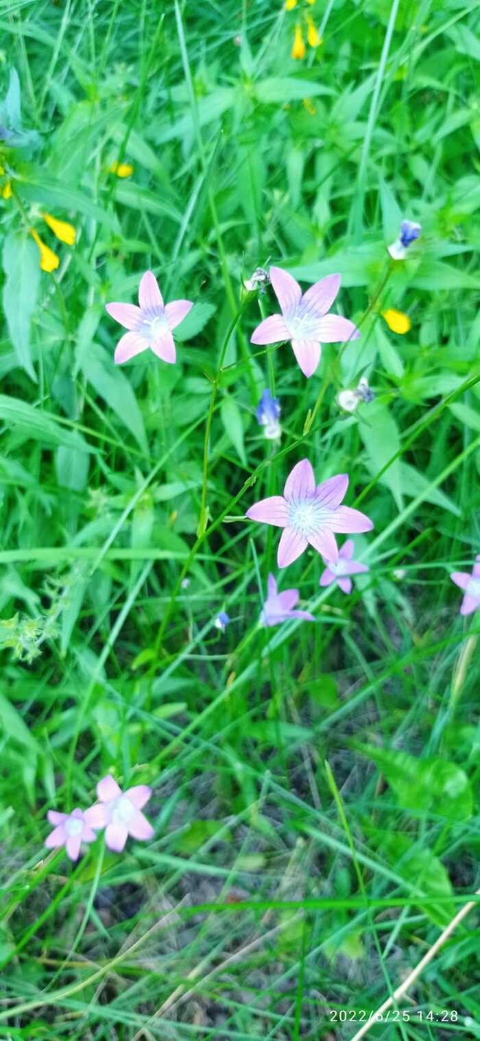 Colors of summer... (End of June) - My, beauty of nature, Flowers, Mobile photography, Photo on sneaker, Longpost