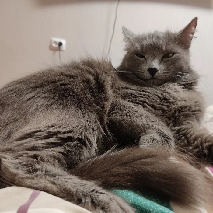 Menagerie. - My, cat, Pets, Longpost