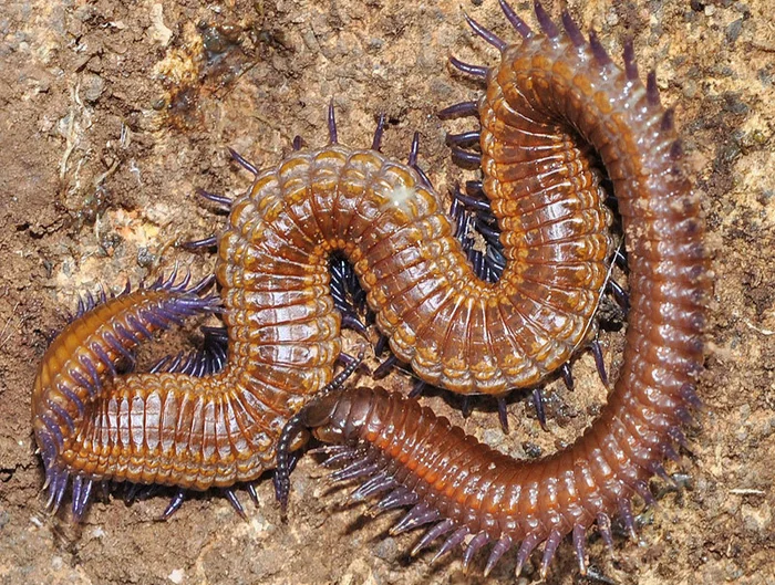 Bro#15 - Centipede, Arthropods, Millipodaphobia
